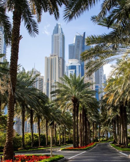 Photo by Nick Fewings palm trees beside paved road